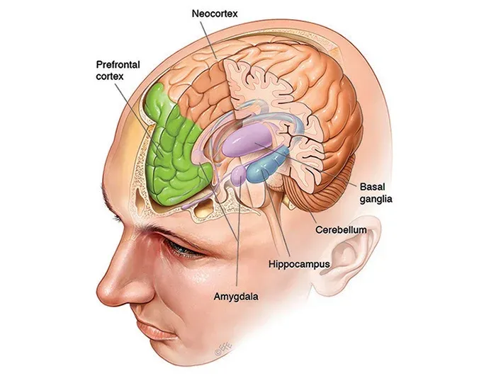 Brain Anatomy